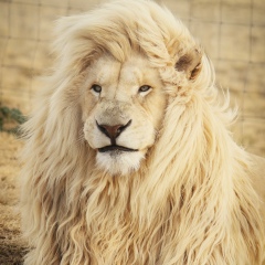 Tamerlan Idrisov, 17.05.1989, Грозный