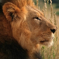 Бесо Шамликашвили, 09.07.1986, Москва