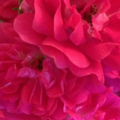 Sona Ananyan, 23.01.1990, Дилижан