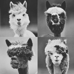 Вася Васильев