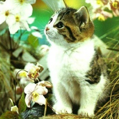 Стефа Тищенко, 12.02, Омск