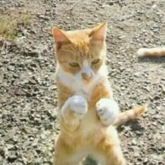 Дмитрий Тарасов