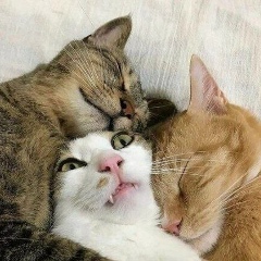 Incredible Transistor, 04.05.1989