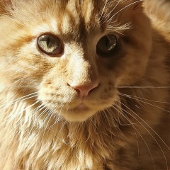 Иван Кривошеев, Кандалакша