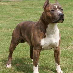 Антон Алексеев, 13.07.1985, Краснодар