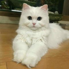 Nika Georgievna, Одесса