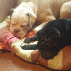 Игорь Науменко, 21.10.1959, Пермь