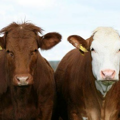Санджи Котеев, 12.10.1974, Москва
