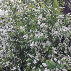 Анатолий Кайгородов, 29.05.1979, Санкт-Петербург