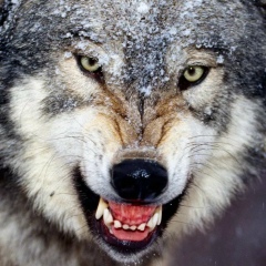 Кирюха Фахрутдинов, 22.09, Луганск