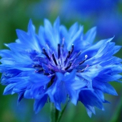 Анна Богданова, Санкт-Петербург