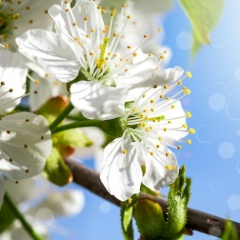 Татьяна Лысцова, 03.04.1958, Мурманск