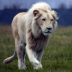 Lahiru Pereis, 18.12.1990, Kalutara