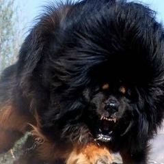 Андрей Лим, 15.01.1980, Чехов