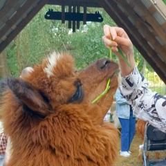 Гульнара Махмутова, 08.07.1903, Казань