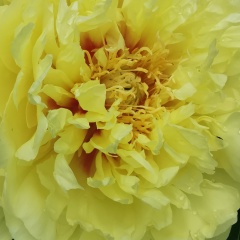 Светлана Иванова, Орёл