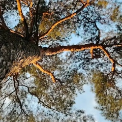 Катя Цыпина