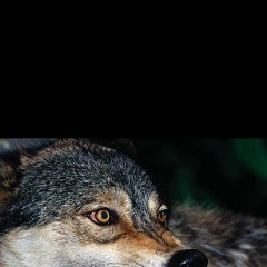 Ильясов Якуб