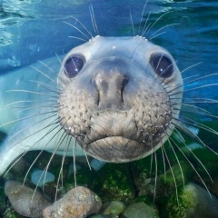 Янис Магоев, 11.11.1988