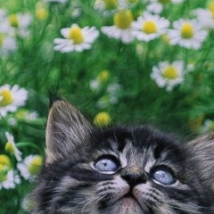 Светлана Аверкина, 11.11, Москва