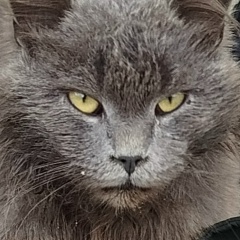 Денис Семёнов, Санкт-Петербург