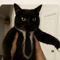 Никита Котов