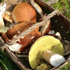 Вера Тенетц (Даниленко), 09.07, Helsinki