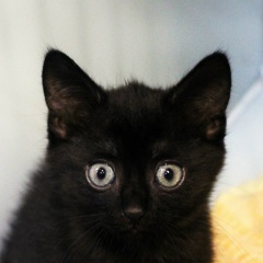 Анастасия Есауленко, 19.03, Москва