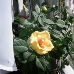 Оля Кузьмина, 17.01, Тихвин
