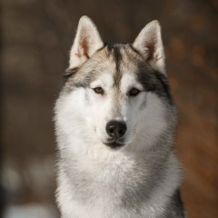 Марина Акопова, 27.02.1990