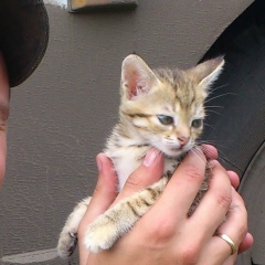 Иван Козарь, 12.06.1986, Киев