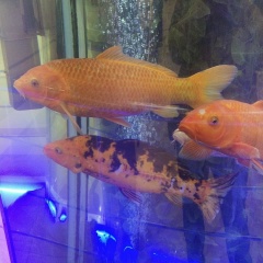 Каримбек Сафолов, 25.06, Москва