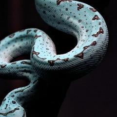 Муслим Муслимов