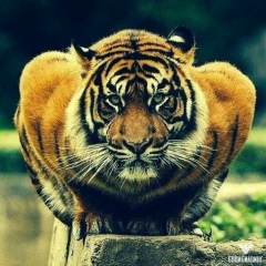 Urmat Narynbekov, 16.08, Нарын