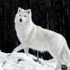 Алена Санина, 30.10, Харьков