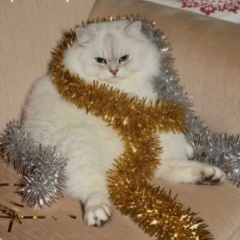 Света Кожанова