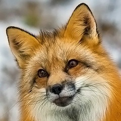 Александр Лисичкин, 20.03.1987, Пинск