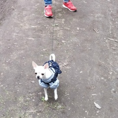 Анна Галустова, Королёв