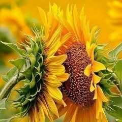 Ірина Сайко