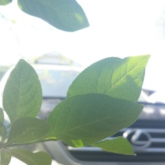 Сыймык Бактыбеков, 21.04, Бишкек