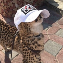 Бруно Банани, Кладбище