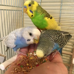 Андрей Гуськов, Жуковский