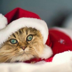 Резеда Хасаншина, 11.11, Альметьевск