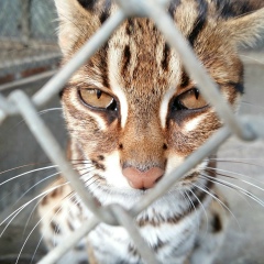 Родион Иродионов, 01.04, Санкт-Петербург
