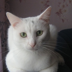 Stefan Kot, 03.10, Казань