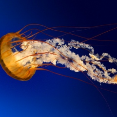 Алик Алик, 04.07