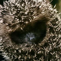 Надежда Лазутина, 31.08, Москва