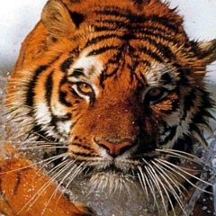 Дмитрий Соколов, 23.05.2000, Луга