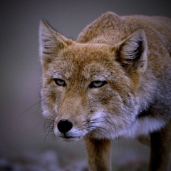 Александр Игоревич, 15.12.1992, Москва