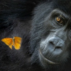 Астемир Кяров